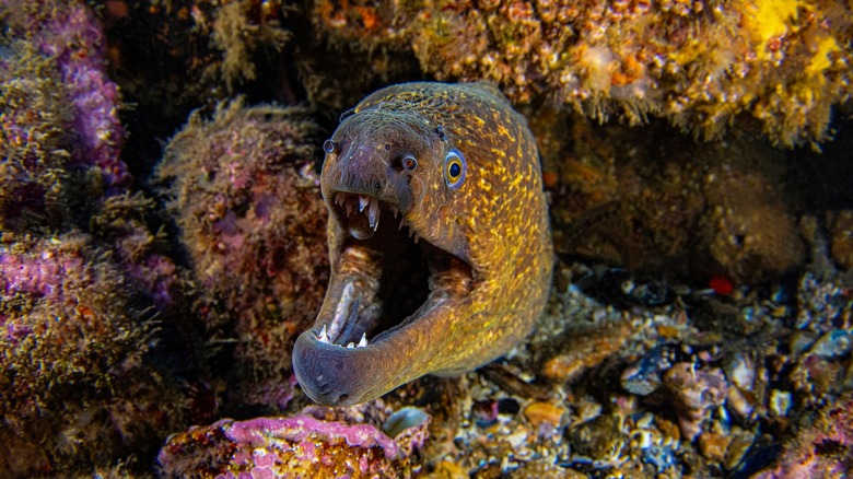 moray eel with mouth open