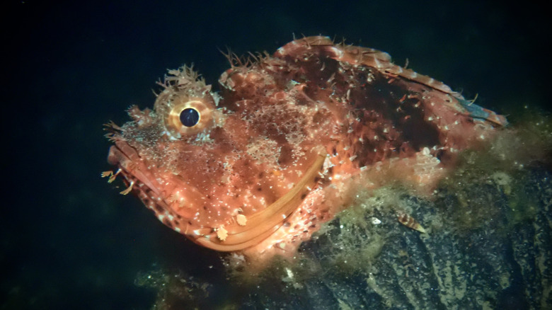 scorpionfish