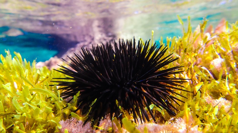 sea urchin in coral