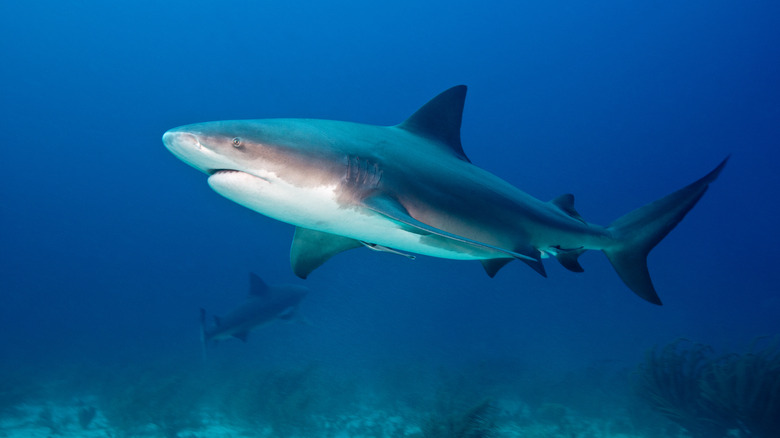 Bull sharks underwater