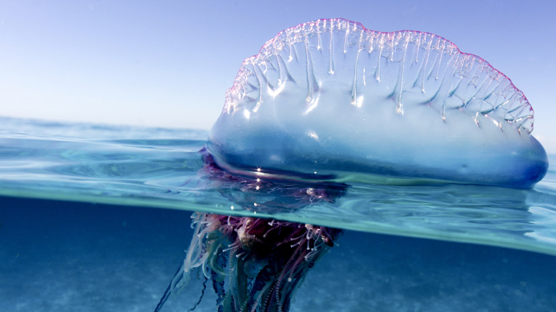 Portuguese man o' war floating in water