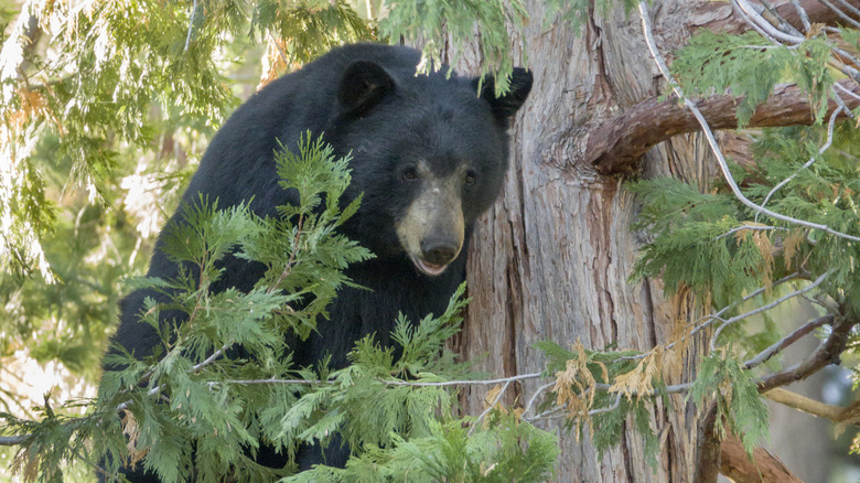 Black bear in redwood tree