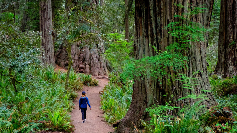 Person hiking in Redwood national park