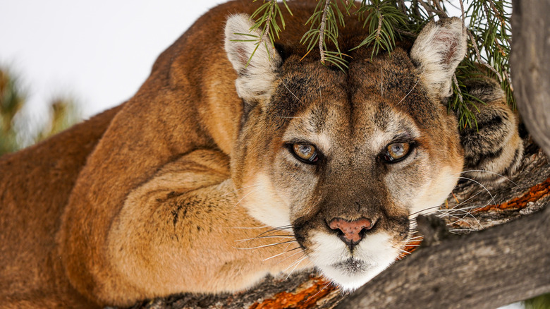 Mountain lion in tree