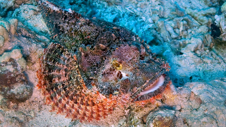 Stonefish camouflaged with ocean floor