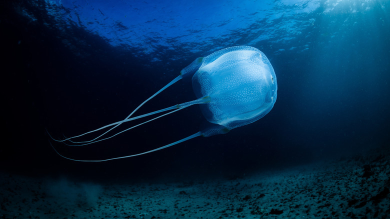 Box jellyfish in water