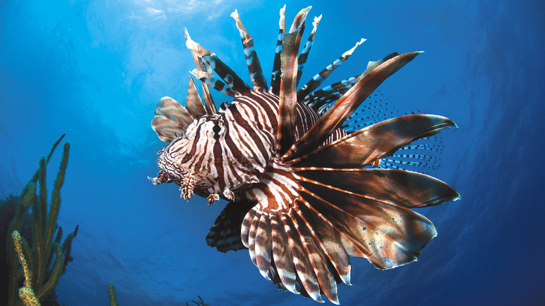 Lionfish underwater, close-up