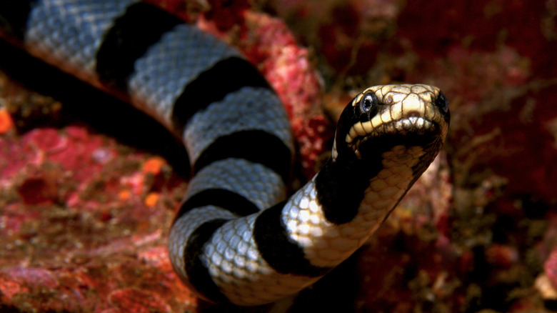 Banded sea snake underwater, close up