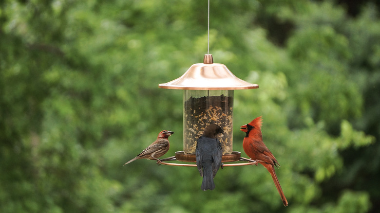 Various birds sitting at a birdfeeder