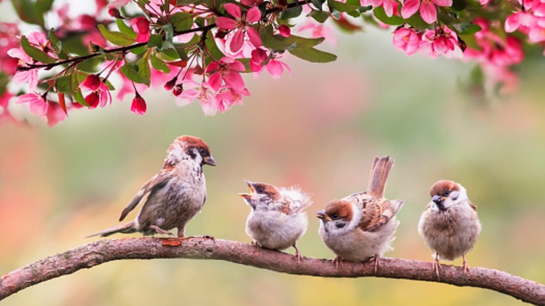 Several sparrows sitting on a branch.