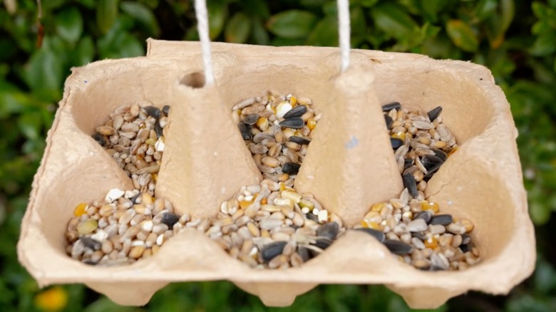 Egg carton bird feeder filled with seed