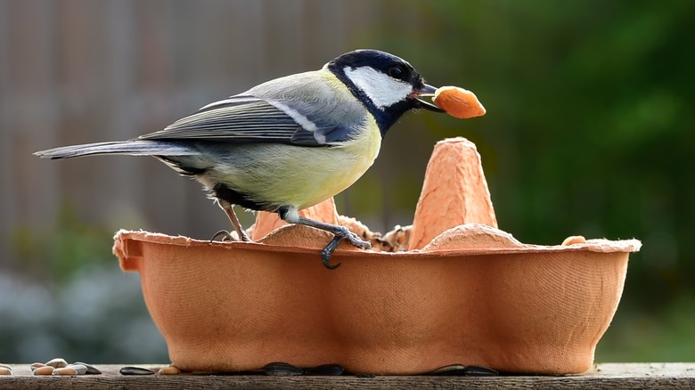 bird at egg carton bird feeder