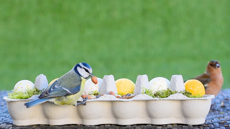 birds eating at diy egg carton feeder