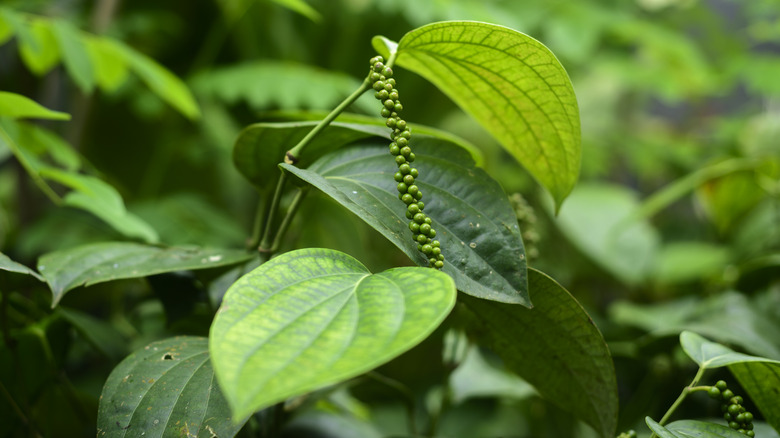 black pepper plant