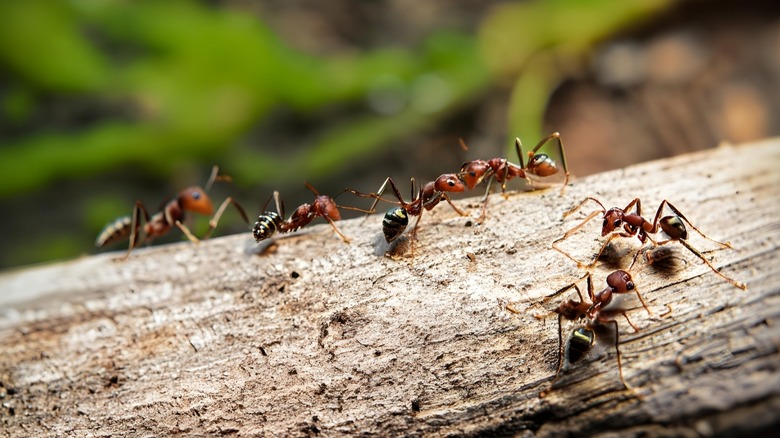 Ants walking on log