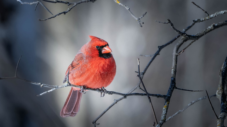 cardinal on bare branch
