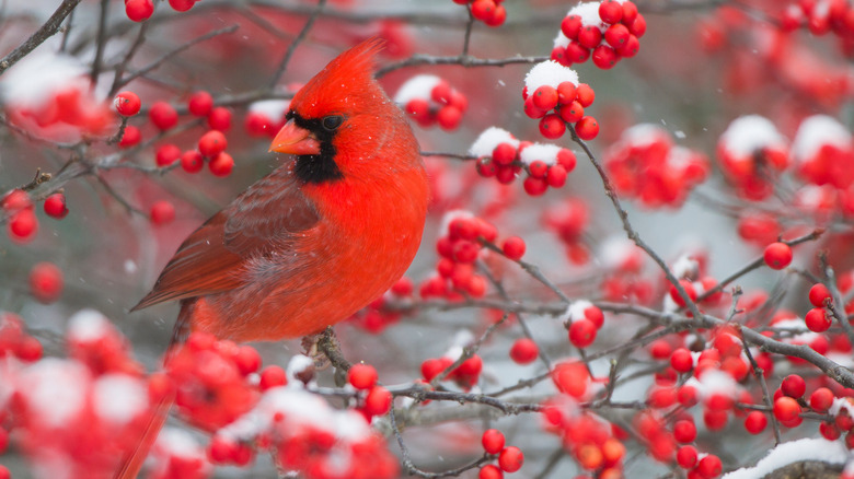 Cardinal sitting on branch with redberries in snow
