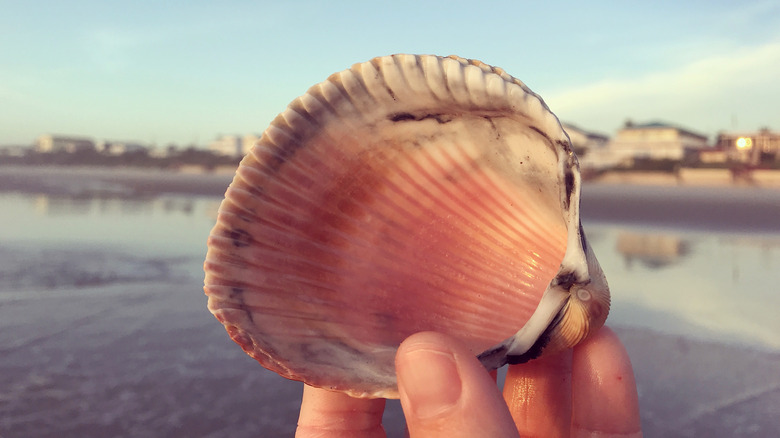 Hand holding seashell