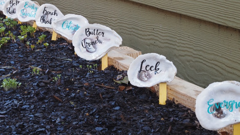 Oyster shells with garden labels