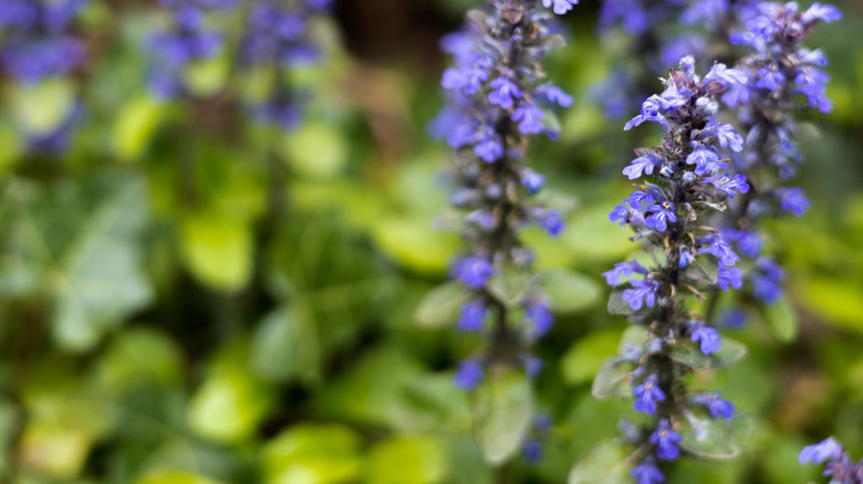 Purple bugleweed, macro shot