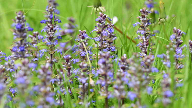 Purple bugleweed close up