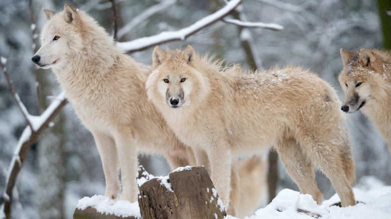 Arctic wolves amongst snowy trees