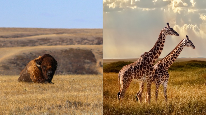 Side-by-side of bison in Grasslands National Park vs. giraffes in the African savanna