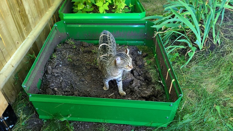 cat in garden