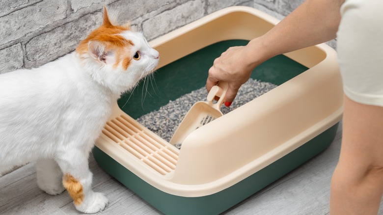 cat and litter box