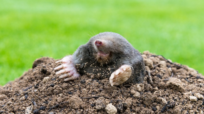 mole crawling out of hole