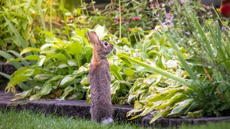 Rabbit looking at garden