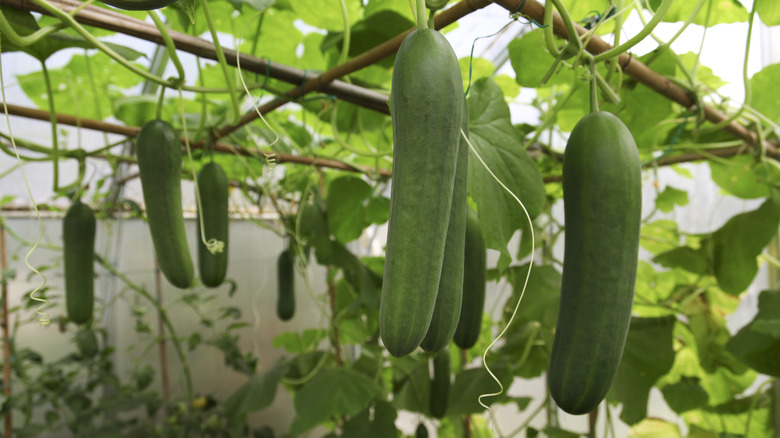 Cucumbers growing from a trellis