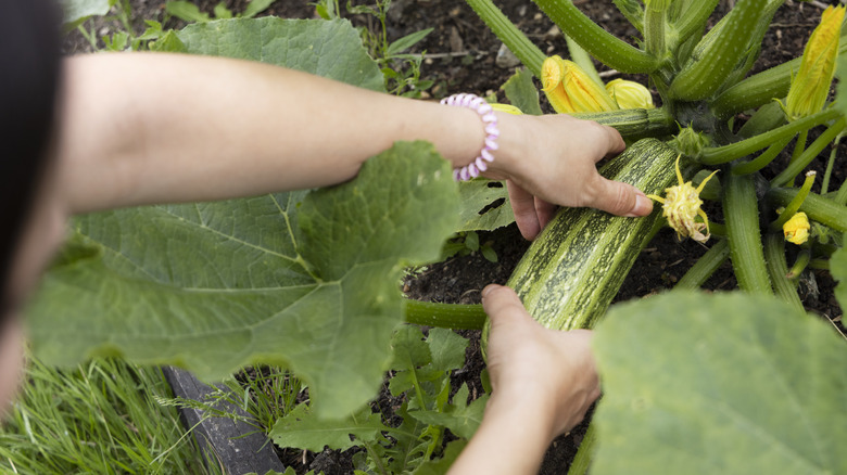 Woman picking a cucumber