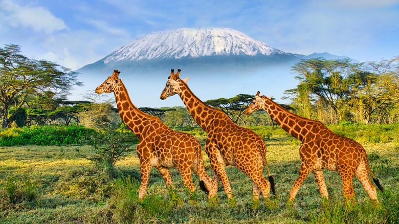 Giraffes walking through grass with Kilamanjaro in background
