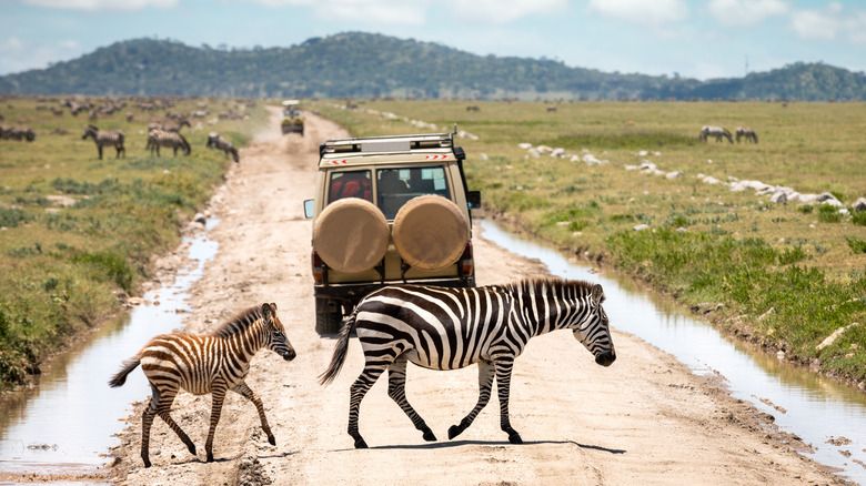 Zebra and cub passing in front of safari van