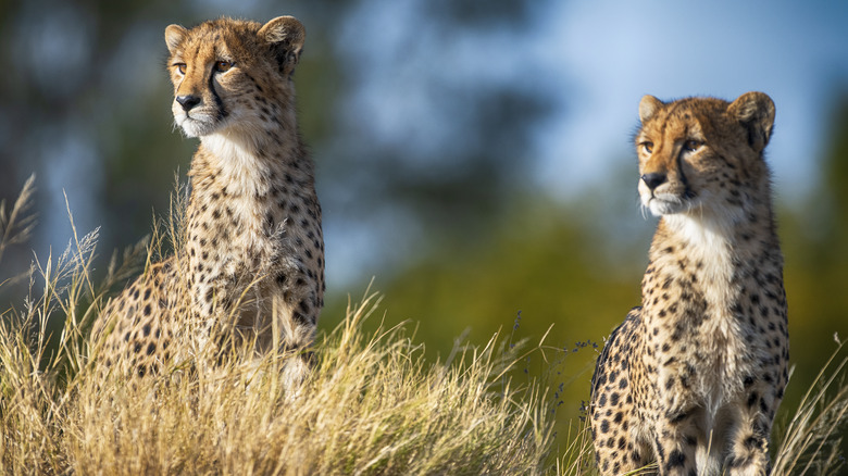 Two cheetahs behind tall grass