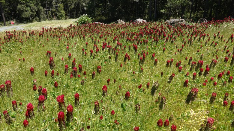 Field of Italian clover