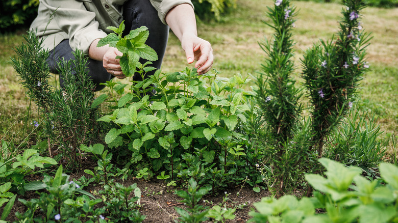 Woman picking leaves from herb garden