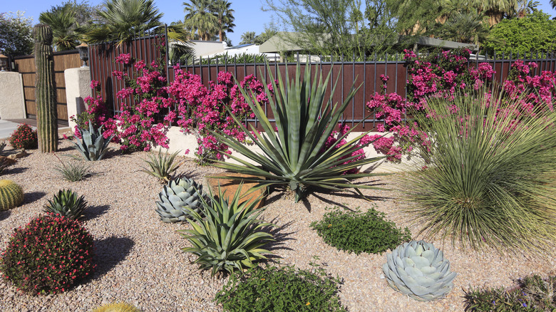 Xeriscaped garden