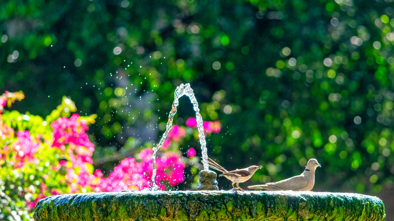 Bird bath with fountain