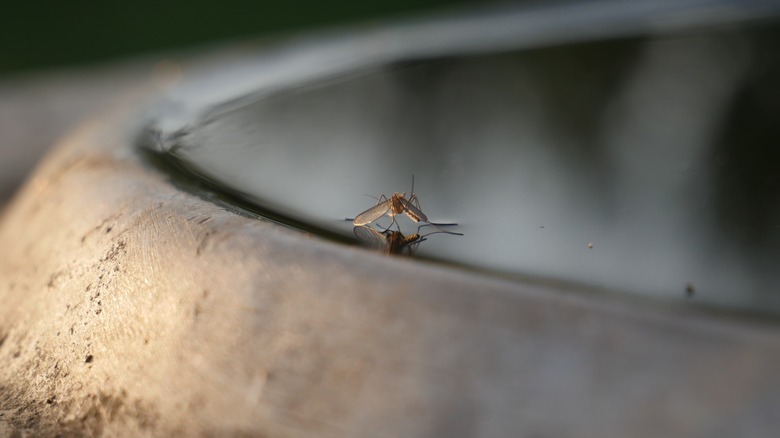 Mosquito on the surface of standing water