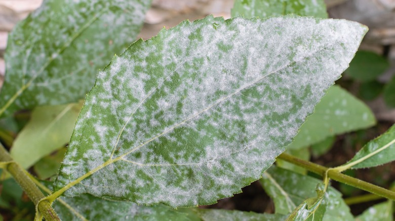 Powdery mildew on a plant