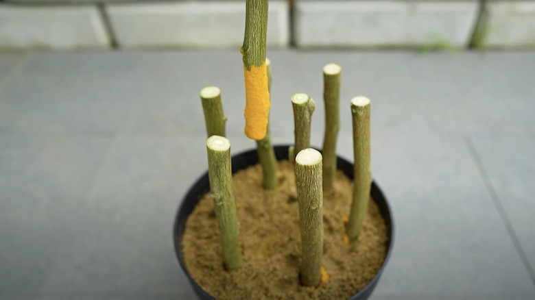 Clipped root inserted into pot 