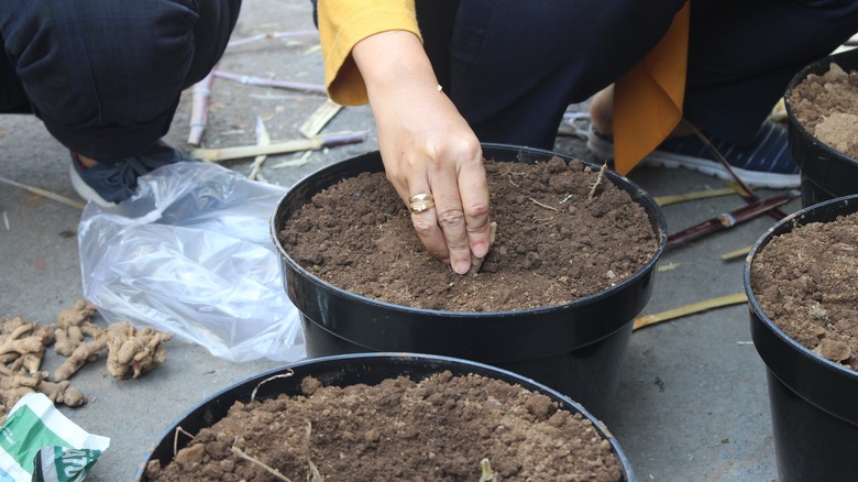 Hand planting turmeric in soil 