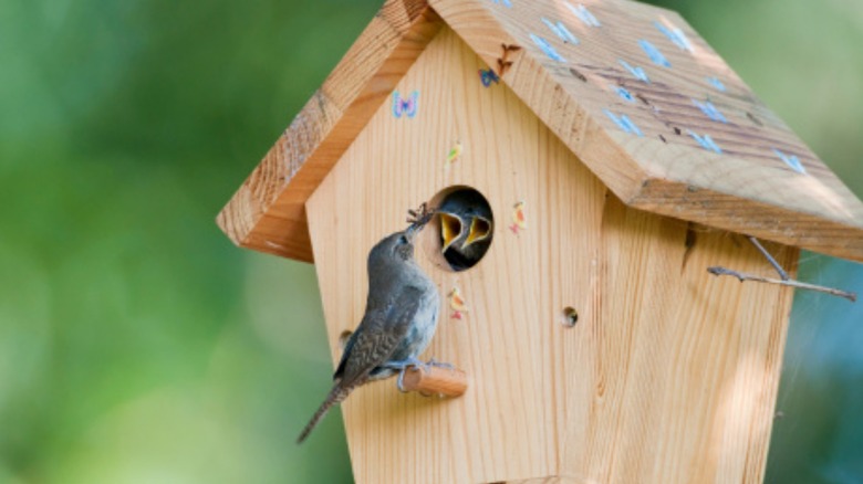 Bird feeds babies in birdhouse