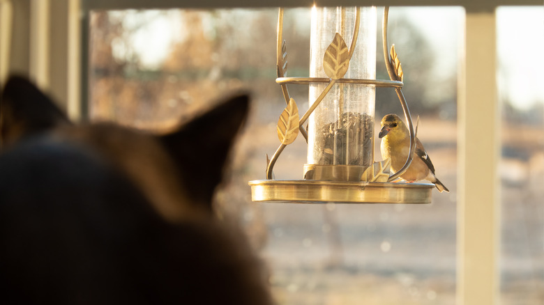Cat stalks bird feeder