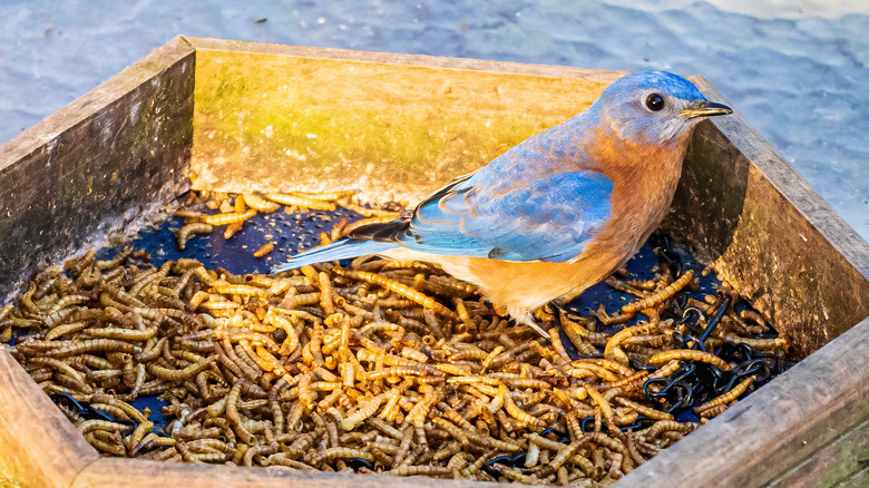 Bluebird mealworm feeder