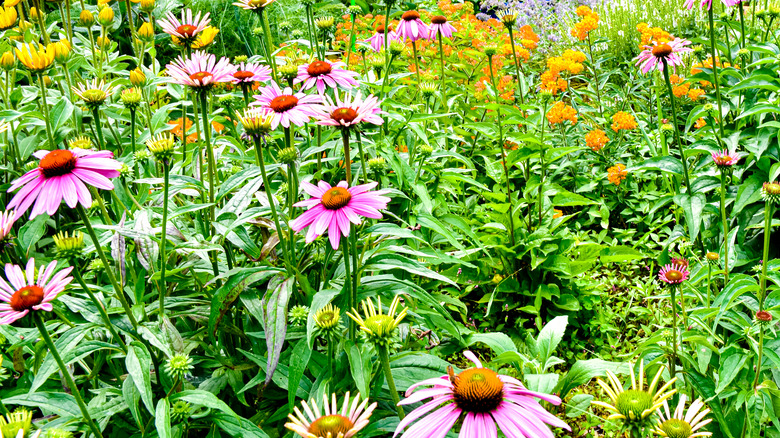 NY State native plant garden