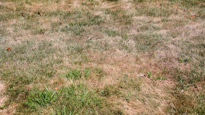 Heat-stressed grass