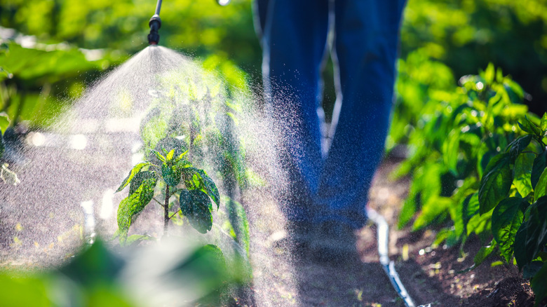Gardener spraying plant with herbicide 